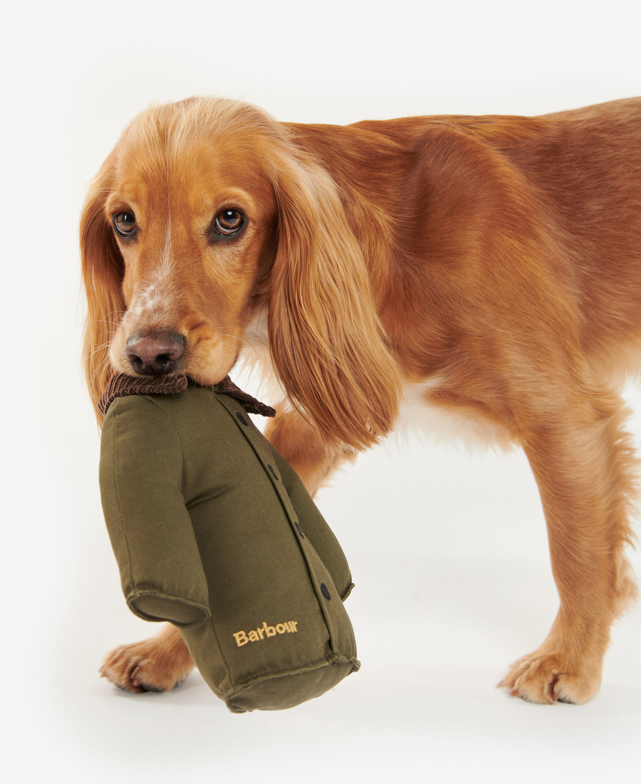 Barbour jacket hot sale dog uk